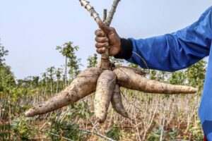 Permintaan Tapioka Dunia Anjlok, Tren Harga Singkong Nasional Akan Terus Turun, Petani Diminta Bersiap