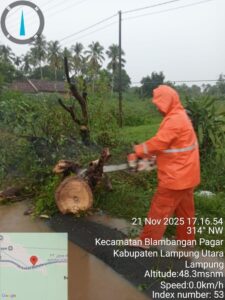 Angin Kencang Dan Hujan Deras Tumbangkan Pohon Hingga Menutup Badan Jalan