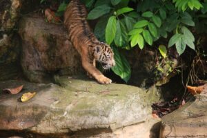 Dorong Pelestarian Satwa Liar, Gubernur Mirza Berikan Nama Untuk Anak Harimau Sumatera 