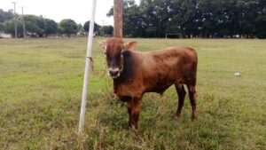 Pemkab Lampung Timur Serahkan Sapi Kurban untuk Insan Pers, Pererat Sinergi dan Kebersamaan