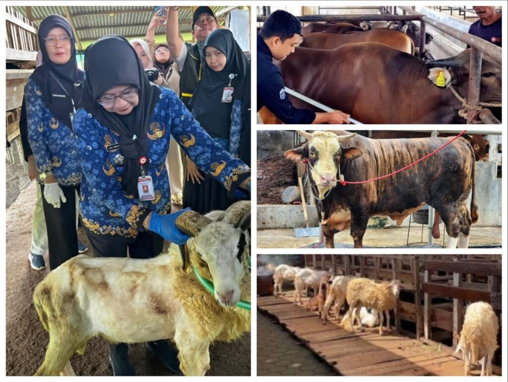 Permintaan Kurban di Lampung Meningkat, Penjualan Sapi Naik 40 Persen dan Domba 121 Persen