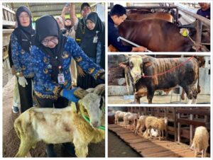 Permintaan Kurban di Lampung Meningkat, Penjualan Sapi Naik 40 Persen dan Domba 121 Persen